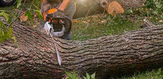How Our Tree Care Process Works  in  Olivarez, TX