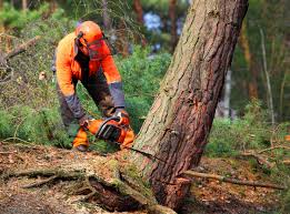 Best Lawn Maintenance Plans  in Olivarez, TX