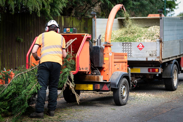 Best Tree Health Inspection  in Olivarez, TX