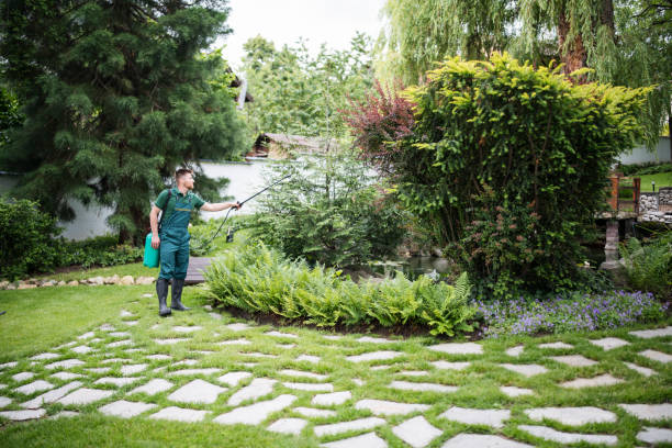 Best Lawn Drainage Solutions  in Olivarez, TX